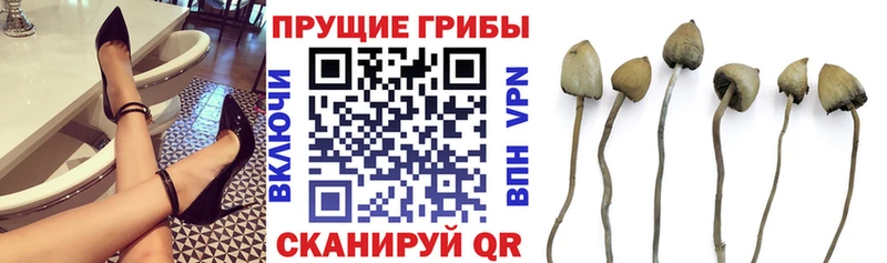 Псилоцибиновые грибы MAGIC MUSHROOMS  kraken ССЫЛКА  Александров 