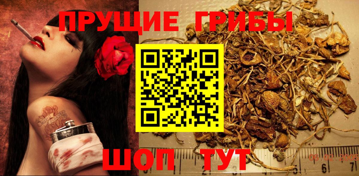 Галлюциногенные грибы Psilocybine cubensis Александров